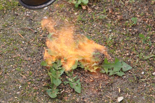 Ukrudtsbrænder: Sådan ser det ud, når du bruger din ukrudtsbrænder Ukrudtsbrænder: Sådan ser det ud, når du bruger din ukrudtsbrænder